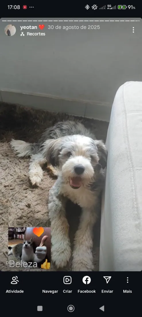 Cachorro raça SRD-ViraLata idade 1 ano nome yeotan