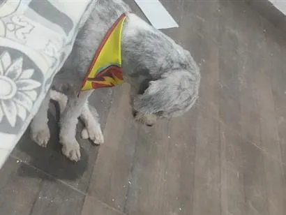 Cachorro raça SRD-ViraLata idade 1 ano nome yeotan