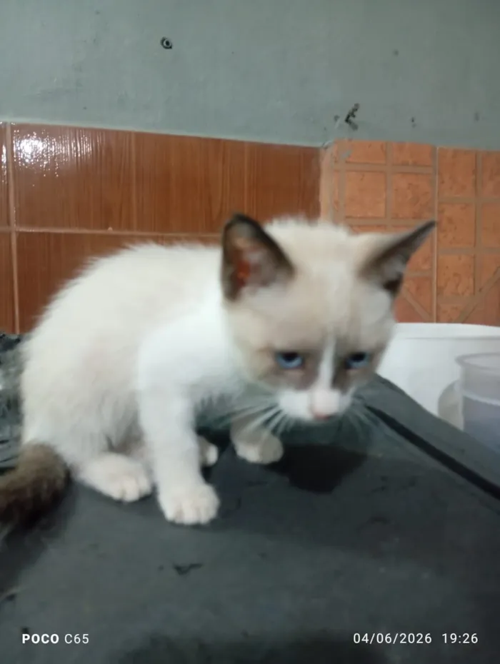 Gato raça SRD-ViraLata idade 2 a 6 meses nome LUKE