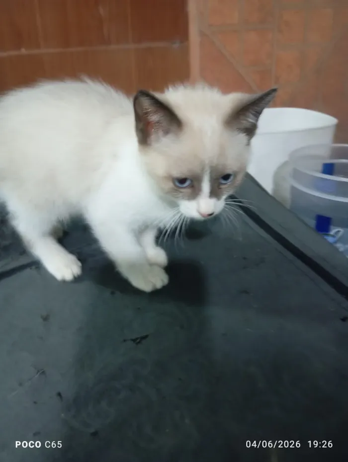 Gato raça SRD-ViraLata idade 2 a 6 meses nome LUKE