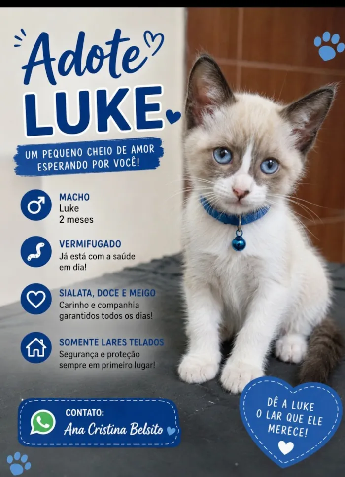 Gato raça SRD-ViraLata idade 2 a 6 meses nome LUKE