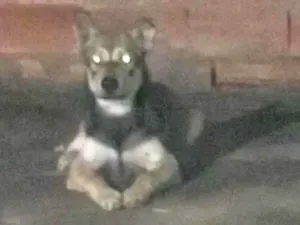 Cachorro raça Pastor Alemão idade 7 a 11 meses nome Marrento