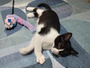 Gato raça SRD-ViraLata idade 2 a 6 meses nome Frede