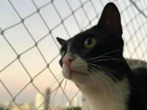 Gato raça SRD-ViraLata idade 2 a 6 meses nome Panqueca