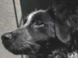 fumaça 