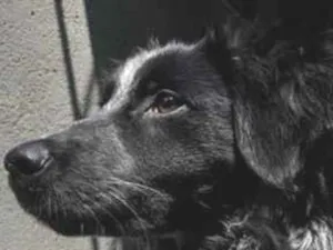Cachorro raça SRD-ViraLata idade 2 a 6 meses nome fumaça 