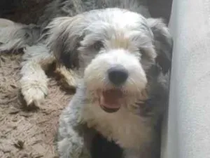 Cachorro raça SRD-ViraLata idade 1 ano nome yeotan