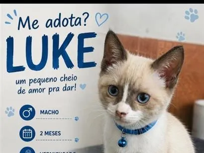 Gato raça SRD-ViraLata idade 2 a 6 meses nome LUKE