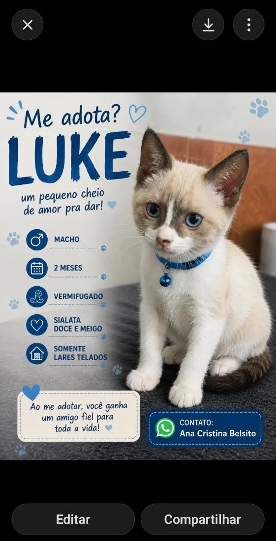 Gato raça SRD-ViraLata idade 2 a 6 meses nome LUKE