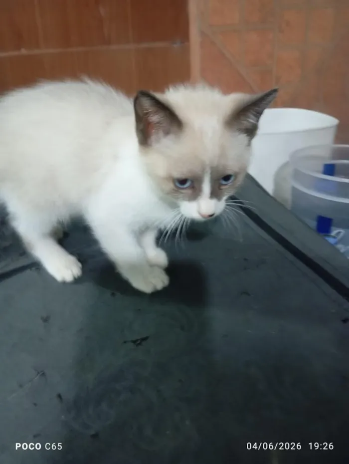Gato raça SRD-ViraLata idade 2 a 6 meses nome LUKE
