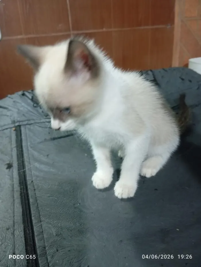 Gato raça SRD-ViraLata idade 2 a 6 meses nome LUKE