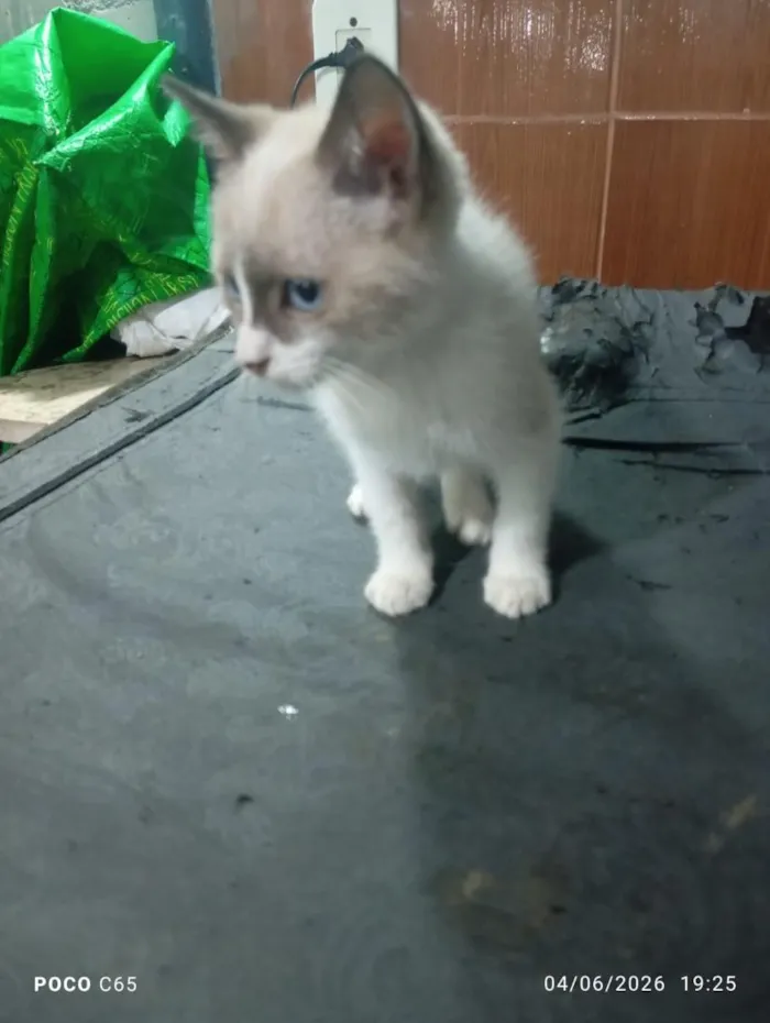 Gato raça SRD-ViraLata idade 2 a 6 meses nome LUKE