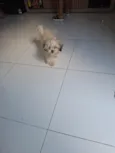 Stella