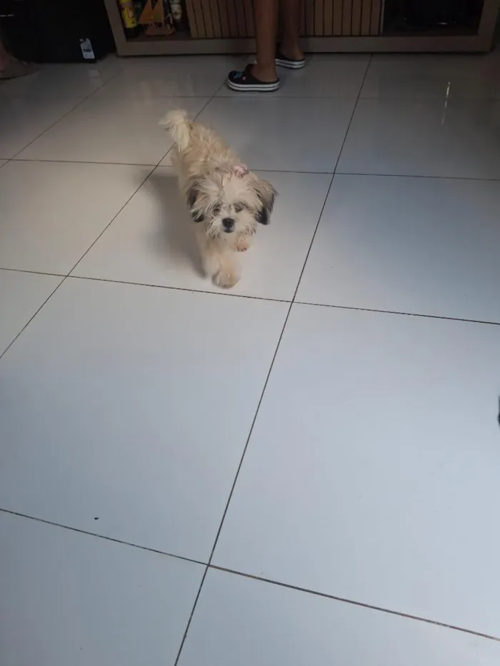 Cachorro raça SRD-ViraLata idade 7 a 11 meses nome Stella