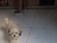 Stella