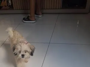 Cachorro raça SRD-ViraLata idade 7 a 11 meses nome Stella