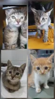 4 GATINHAS