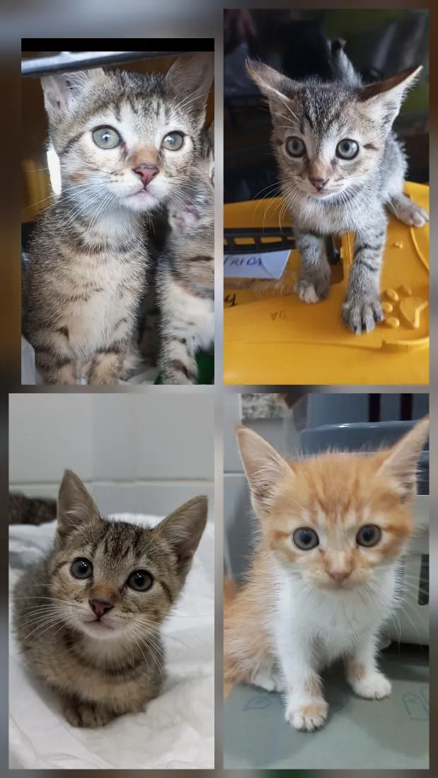 Gato raça SRD-ViraLata idade 2 a 6 meses nome 4 GATINHAS
