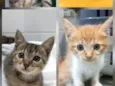 4 GATINHAS