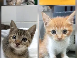 Gato raça SRD-ViraLata idade 2 a 6 meses nome 4 GATINHAS