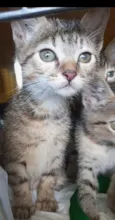 4 GATINHAS