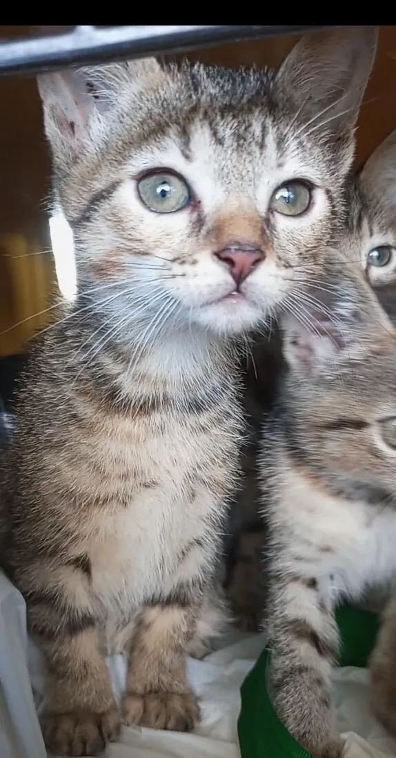Gato raça SRD-ViraLata idade 2 a 6 meses nome 4 GATINHAS
