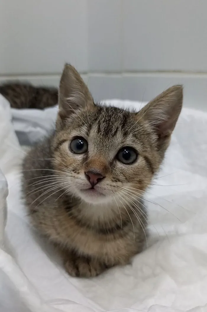 Gato raça SRD-ViraLata idade 2 a 6 meses nome 4 GATINHAS