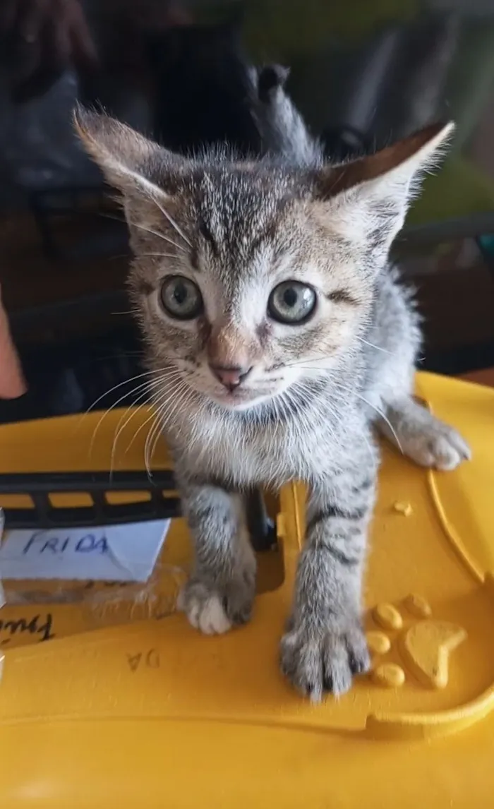 Gato raça SRD-ViraLata idade 2 a 6 meses nome 4 GATINHAS