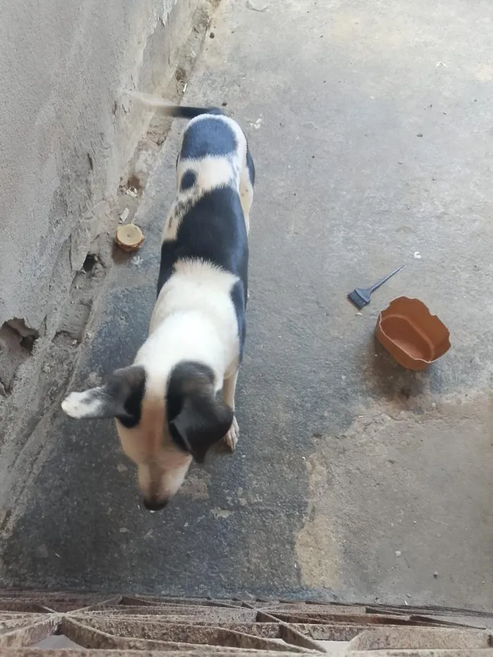 Cachorro raça Dálmata idade 7 a 11 meses nome Théo 