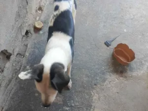 Cachorro raça Dálmata idade 7 a 11 meses nome Théo 