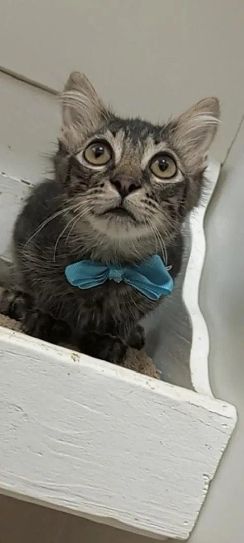 Gato raça SRD-ViraLata idade 7 a 11 meses nome RICK