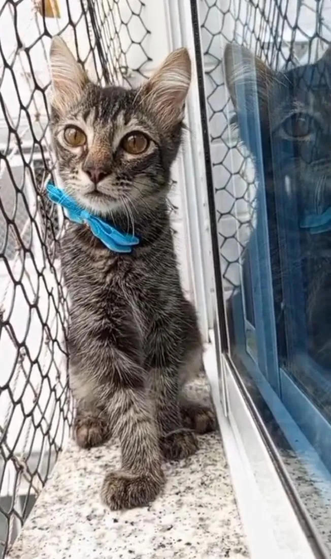 Gato raça SRD-ViraLata idade 7 a 11 meses nome RICK