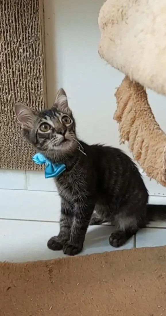 Gato raça SRD-ViraLata idade 7 a 11 meses nome RICK