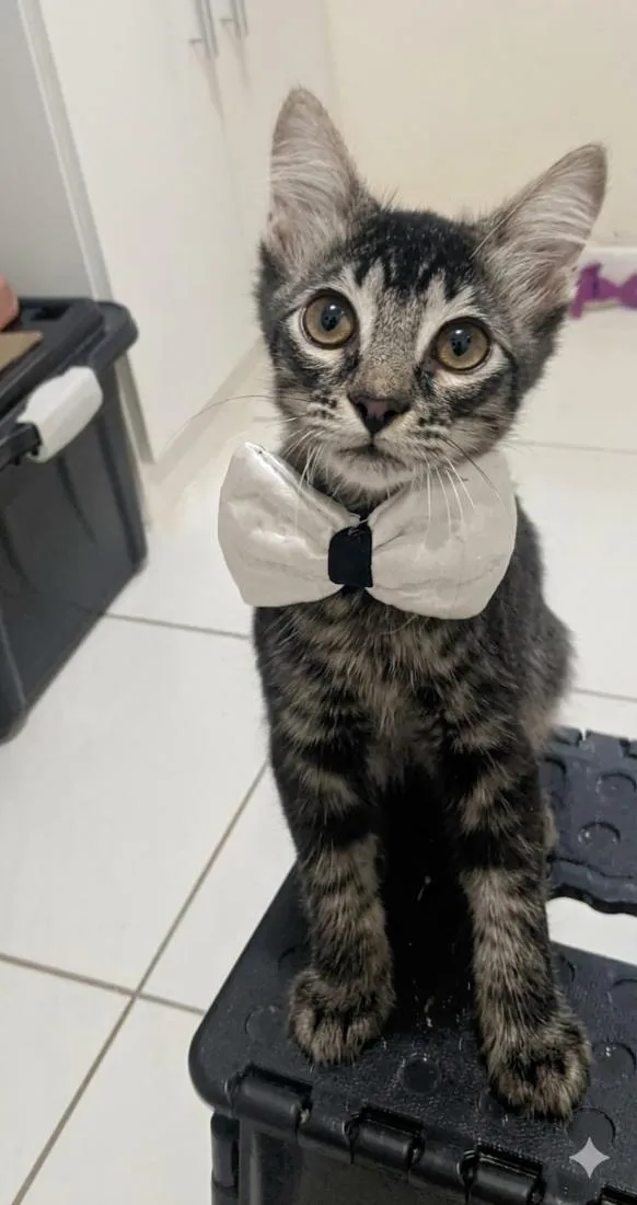 Gato raça SRD-ViraLata idade 7 a 11 meses nome RICK