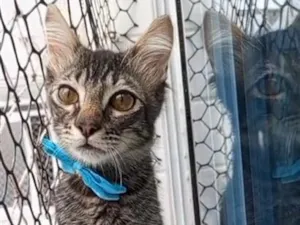 Gato raça SRD-ViraLata idade 7 a 11 meses nome RICK