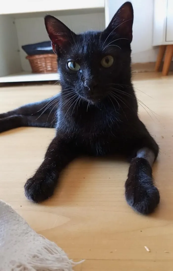 Gato raça SRD-ViraLata idade 7 a 11 meses nome Sury