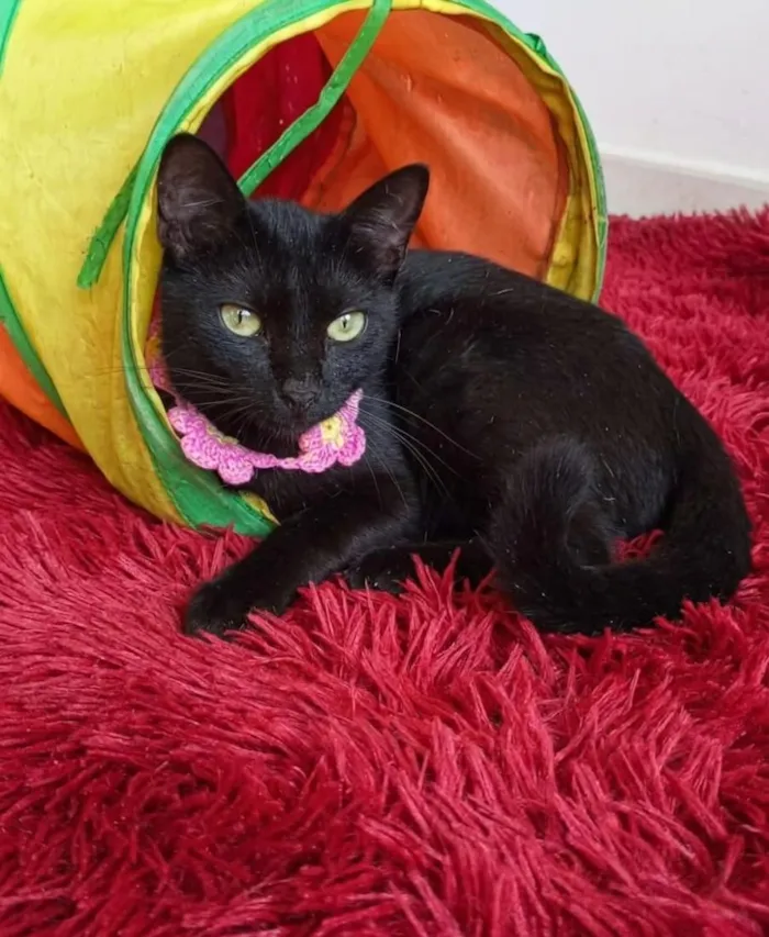 Gato raça SRD-ViraLata idade 7 a 11 meses nome Sury