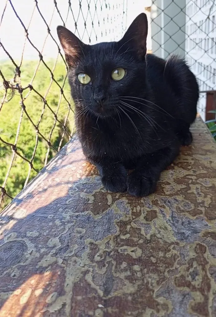 Gato raça SRD-ViraLata idade 7 a 11 meses nome Sury