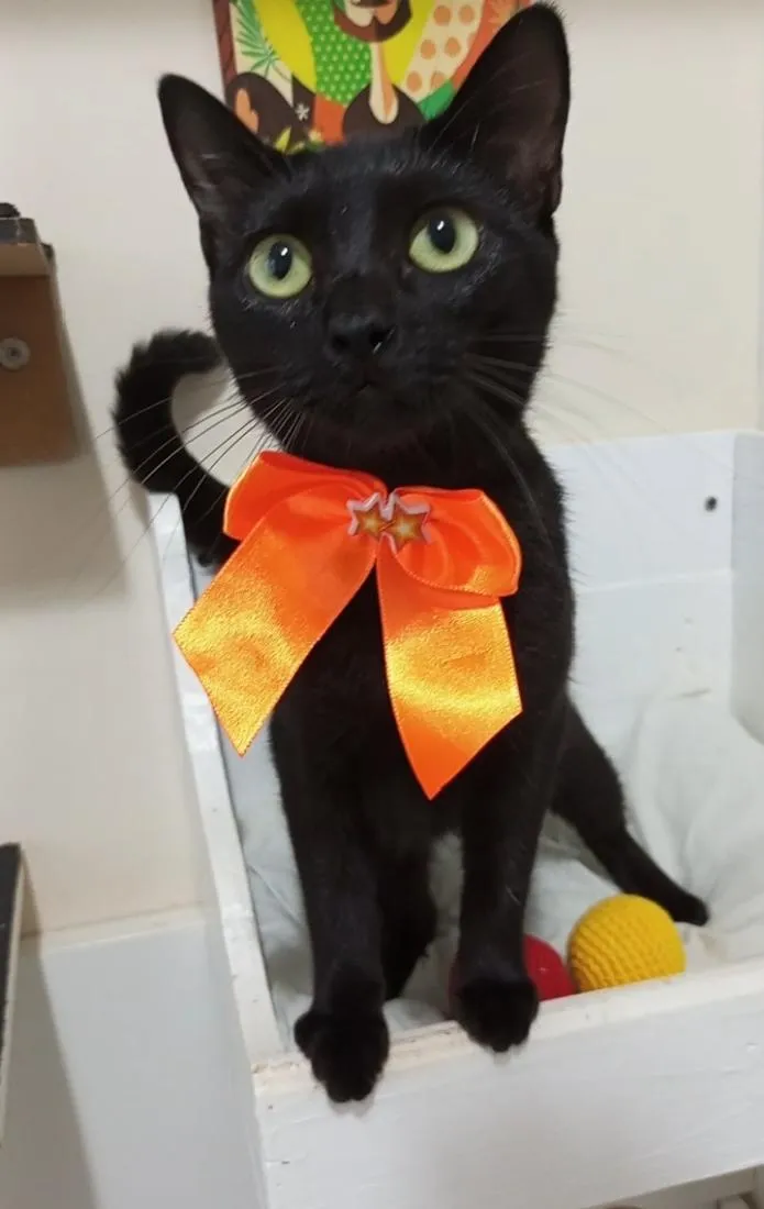 Gato raça SRD-ViraLata idade 7 a 11 meses nome Sury