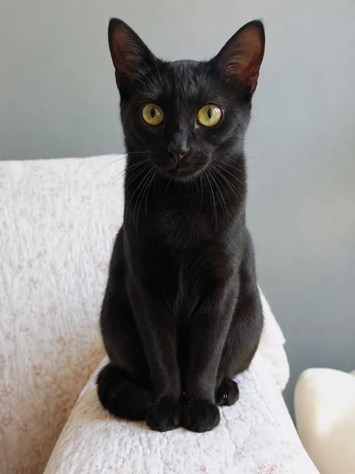 Gato raça SRD-ViraLata idade 7 a 11 meses nome Sury