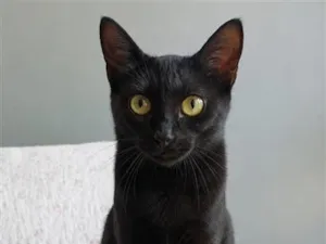 Gato raça SRD-ViraLata idade 7 a 11 meses nome Sury