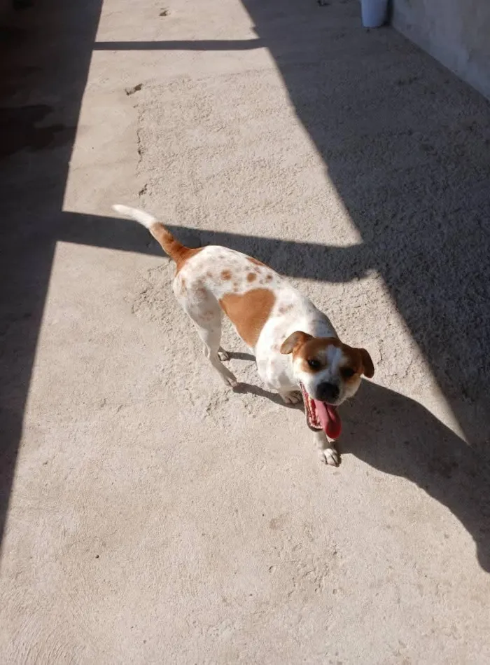 Cachorro raça SRD-ViraLata idade 2 anos nome Pandora