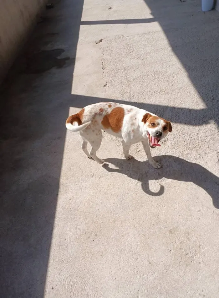 Cachorro raça SRD-ViraLata idade 2 anos nome Pandora