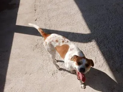 Cachorro raça SRD-ViraLata idade 2 anos nome Pandora