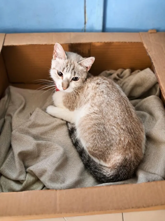 Gato raça SRD-ViraLata idade 2 a 6 meses nome Johnny