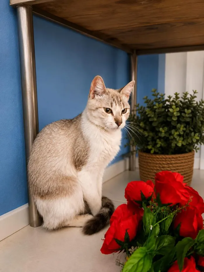 Gato raça SRD-ViraLata idade 2 a 6 meses nome Johnny