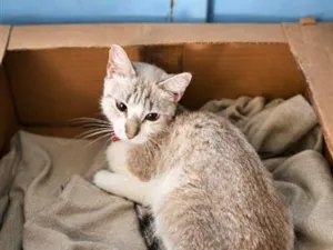 Gato raça SRD-ViraLata idade 2 a 6 meses nome Johnny