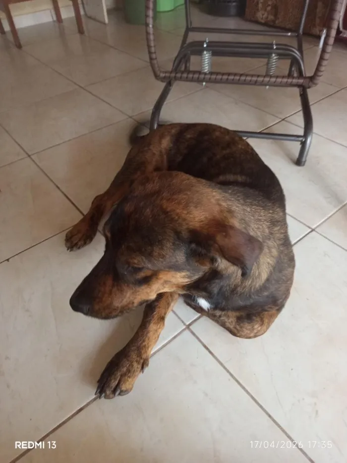 Cachorro raça Mistura de raças  idade 1 ano nome ice