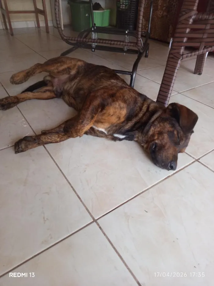 Cachorro raça Mistura de raças  idade 1 ano nome ice