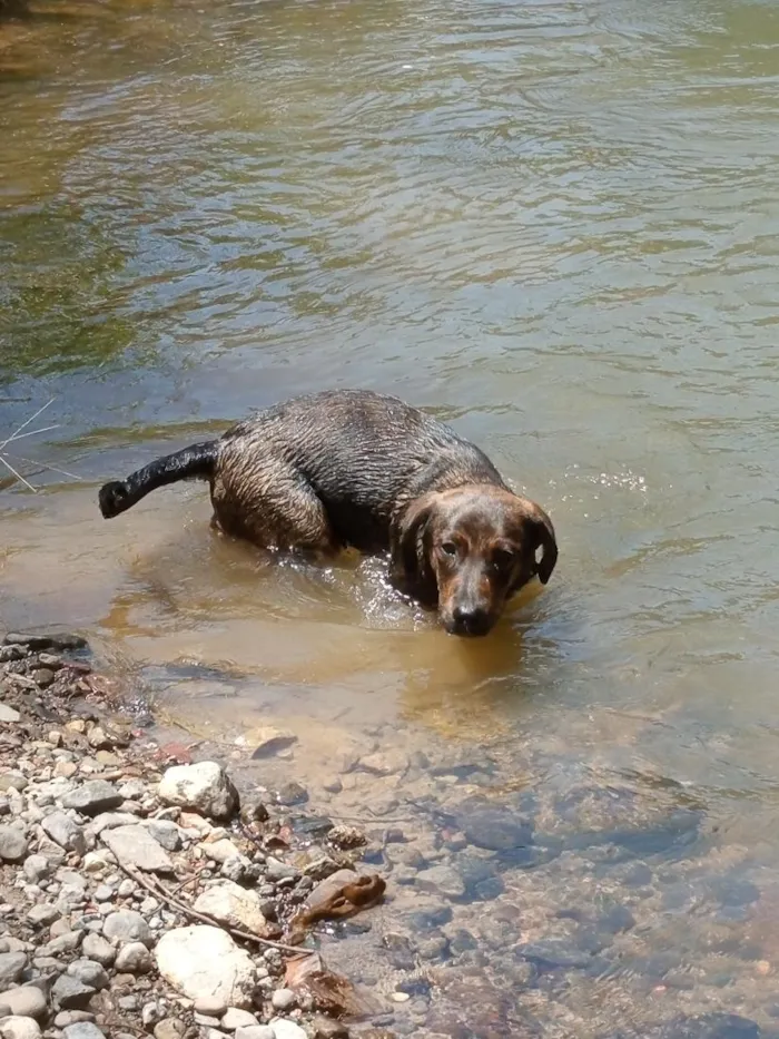 Cachorro raça Mistura de raças  idade 1 ano nome ice